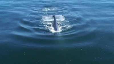 Blue whales have strong muscles surrounding their breathing holes to prevent water from entering and filling their lungs. As much as 90% of the oxygen they inhale is absorbed, compared to 15% in humans. In this video, you can observe the breathing action 