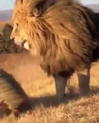 🔥 Majestic Lion 🔥