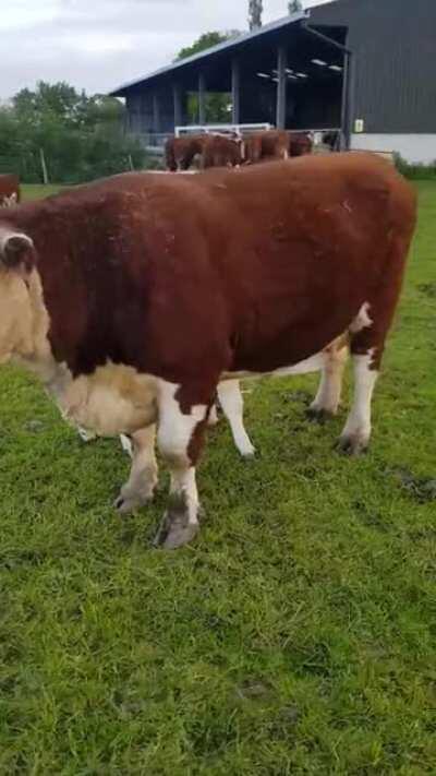 Beautiful Cow Family