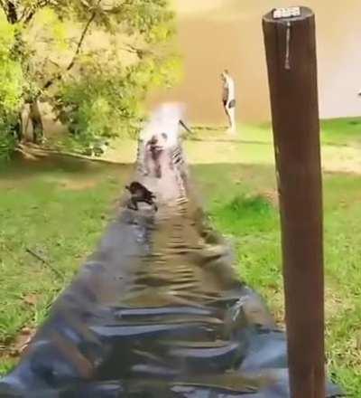 He fought a good fight, but at the end he made a heckin mistake