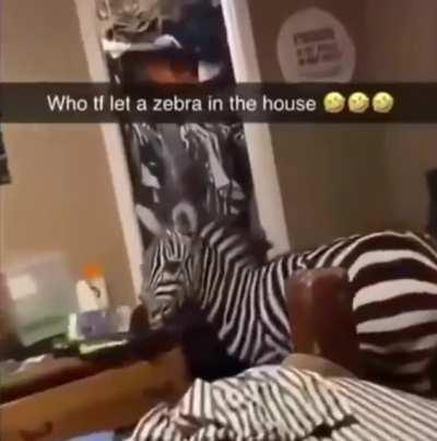 Hi I’m the wicked wiener