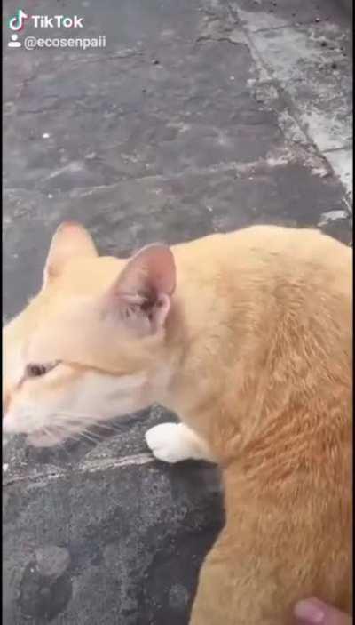 Что-то на кошачьем