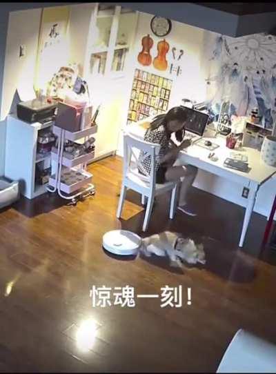 Dog nearly gets eaten