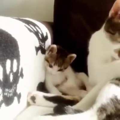 Kitten doesnt understand how to wash.