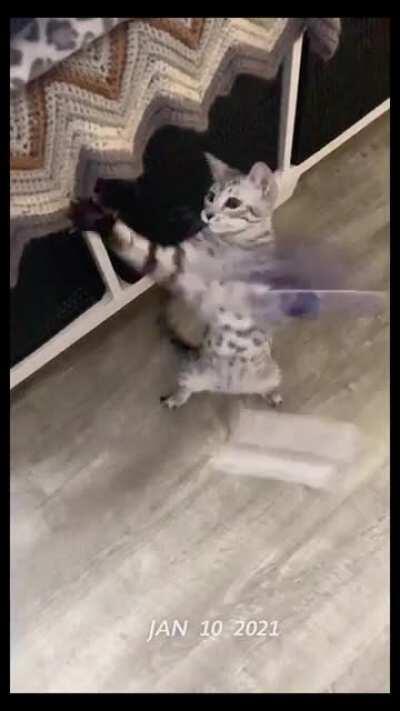 While that guy was out taking one second videos of his daughter, I was over here taking one second videos of my cat, Monday 🤣