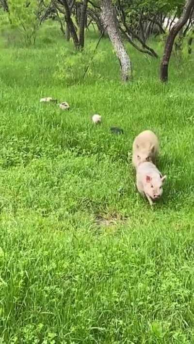A Family Of Pigs Out For An Adventure.