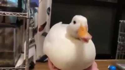 Aww look at this cute duck singing O.O