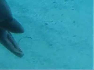 Dolphin does air-bending.