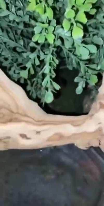 Well, it could be worse