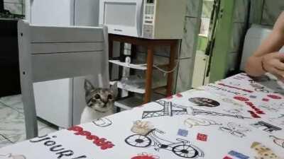 Classic MagicCat getting bamboozled by a card trick