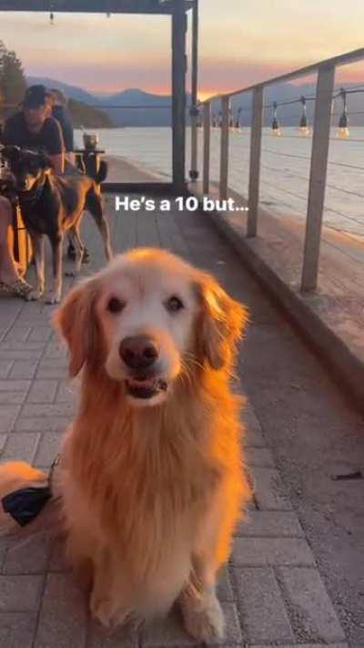 Doggo got some moves!!😄😄