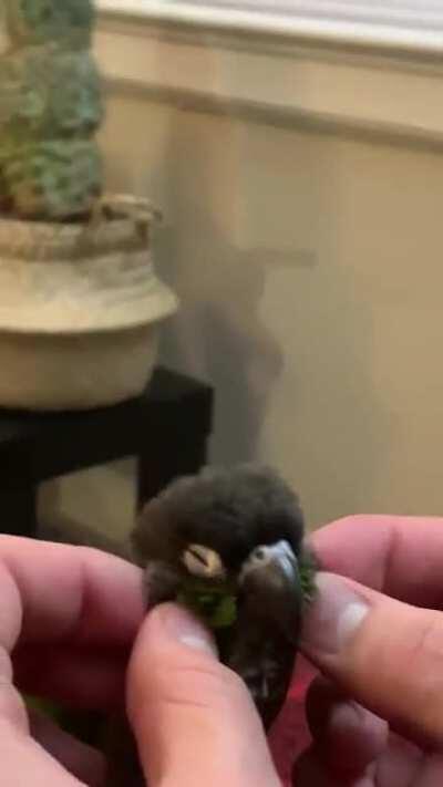 She attac, she eat snacc, but mostly she relacc