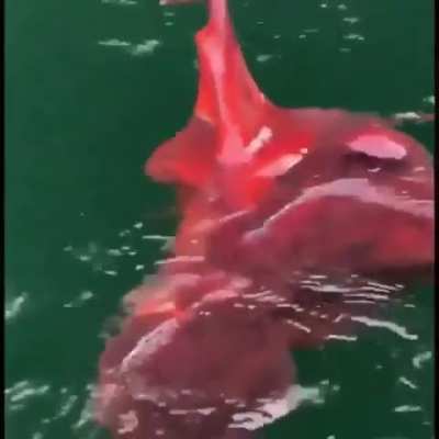 Fish farm workers in Canada rescue a bald eagle locked in a battle for survival with an octopus