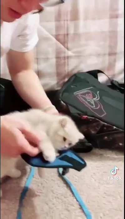 To train kitty to walk wearing a harness