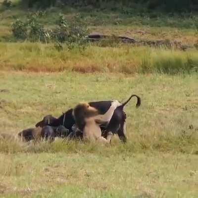 mother and calf get ambushed by lions