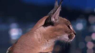 196 is down so have some floppa