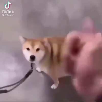 Hol'up, just gotta park my dog