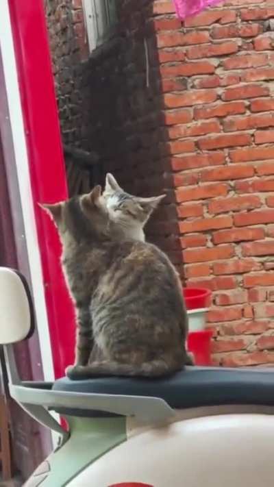 The eyes closed and everything