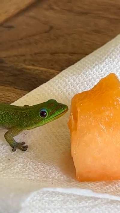 I made a little friend [OC]