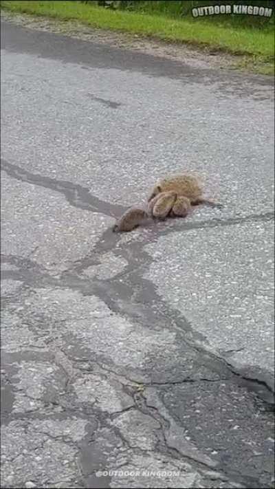 When you try and move multiple tames from one place to another 🙄 I feel her frustration