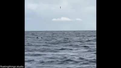 I didn't know baby dolphins can be so smol