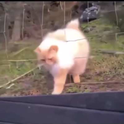 Cat.exe escapes sandbox boundaries