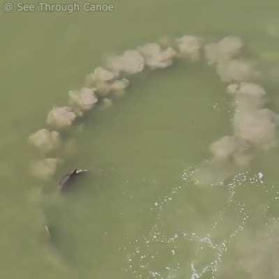 How Dolphins corral and catch fish by creating a mud barrier