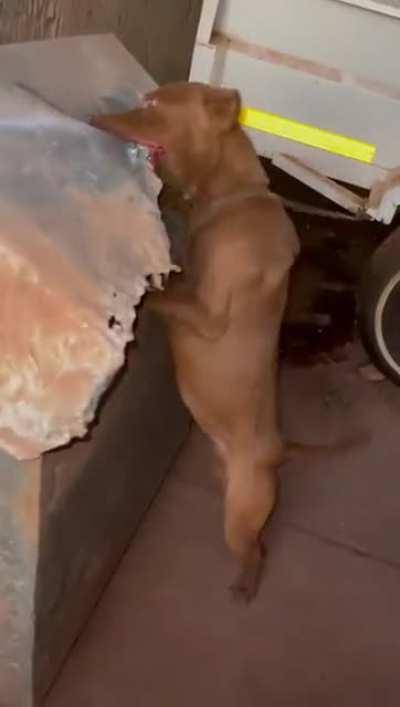 This pit bull eating a metal roof