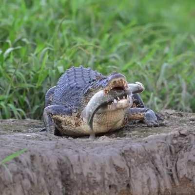 Saltwater crocodile eating Barramundi