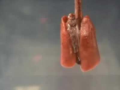 A cool video illustrating the beauty of PEEP