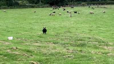 His human writes: This is Cariad. We bottle fed her from 2 hours old. She’s always pleased to see us...