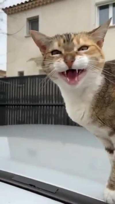 Doesn't like to be touched but has a message for you all