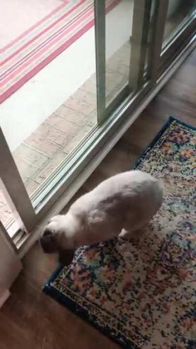 In the mornings he patiently asks to be let outside to smell the fersh breezis. (Feat. Happy hops!!)