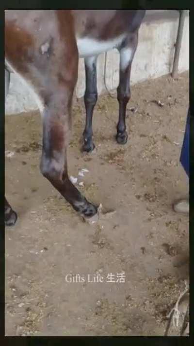 Horse having hoof care