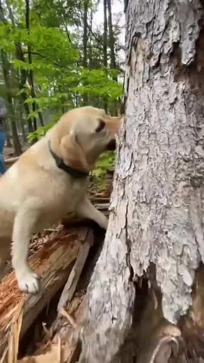 Stella, Hound of Destruction, Eater of Trees