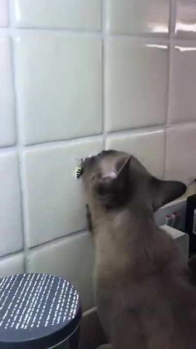 Pretty sure my little boy is mentally challenged...