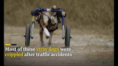 Dozens of disabled stray doggos frolicking in the outdoor pond in their wheelies