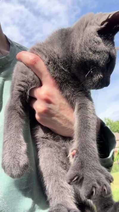 Release me! I must make biscuits. BISCU......!