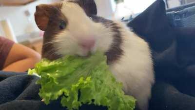 Just my chubby chomper chomping away <3