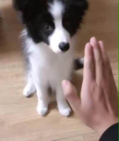 to high five the doggo