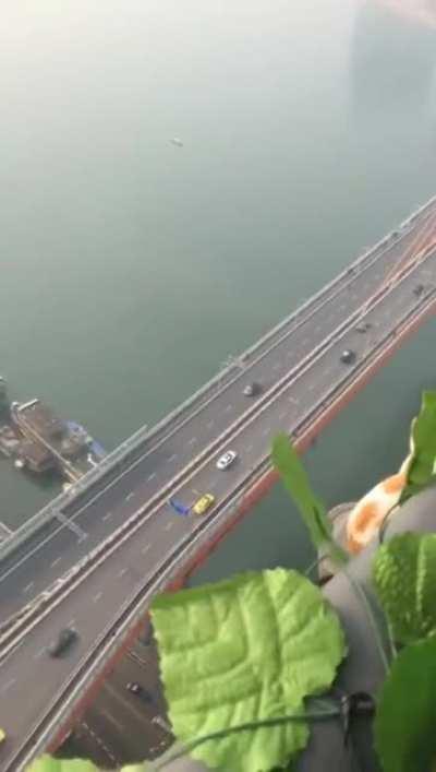 I know they have 9 lives but this is stretching it!