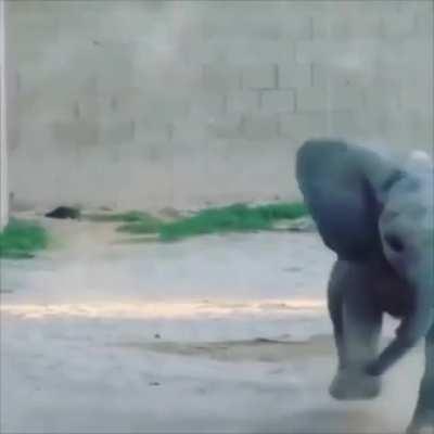 Quick quick quick I’m going to be late for school!” 🐘