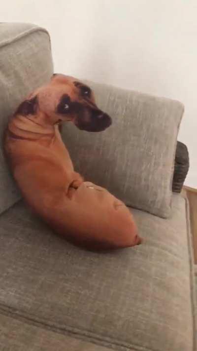 This dog pillow is starting to make me a little uncomfortable
