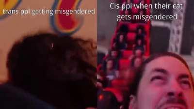 their cat has balls and you best not forget