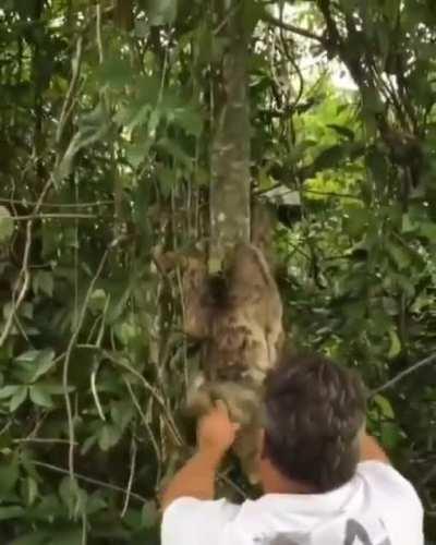 Adorable thankful sloth.