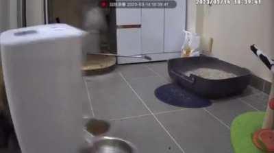 The cat looking around at the end like 