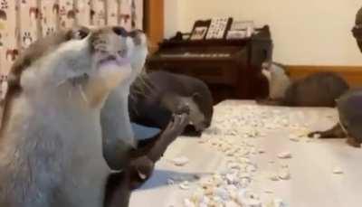 Просто выдры