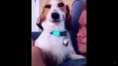 This dog knows something..