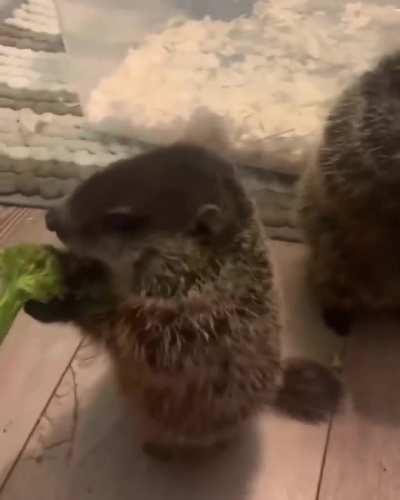 Don't forget to eat your veggies! 🥦