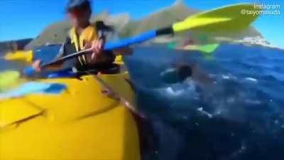 A seal slaps a kayaker with an octopus